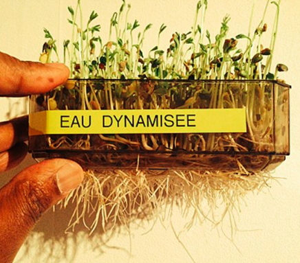 Pflanzenwuchs mit biodynamischem Wasser, das wir auch bei unserer mobilen Masssage bei Ihnen zu Hause, u. a. in Bad Homburg, Frankfurt und Friedrichsdorf, verwenden Aufkeimungsprozess mit biodynamischem Wasser