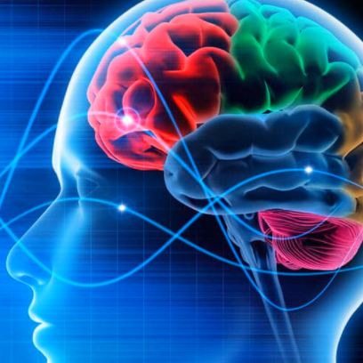 Plastische Darstellung menschliches Gehirn