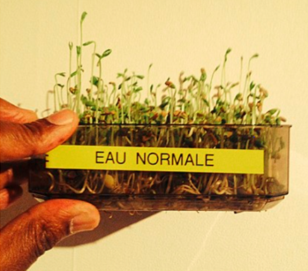 Pflanzenwuchs mit dynamisiertem Wasser Aufkeimungsprozess mit Leitungswasser